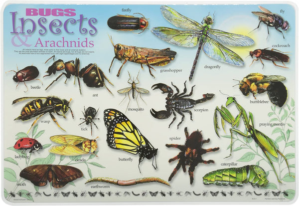 Painless Learning Insects And Arachnids Placemat