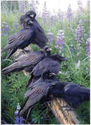 Cobble Hill 1000 Piece Puzzle Raven Rendezvous