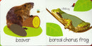 Touch And Feel Canadian Animals Board Book