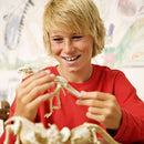 4M Dig A Dinosaur Skeleton Tyrannosaurus Rex,  T- Rex