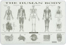 Painless Learning Human Body Placemat