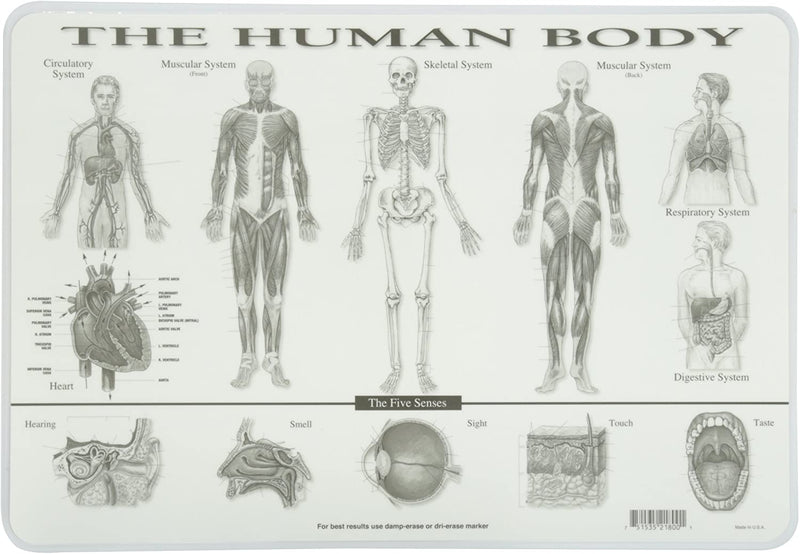 Learning mat Human body