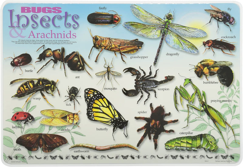 Painless Learning Insects And Arachnids Placemat