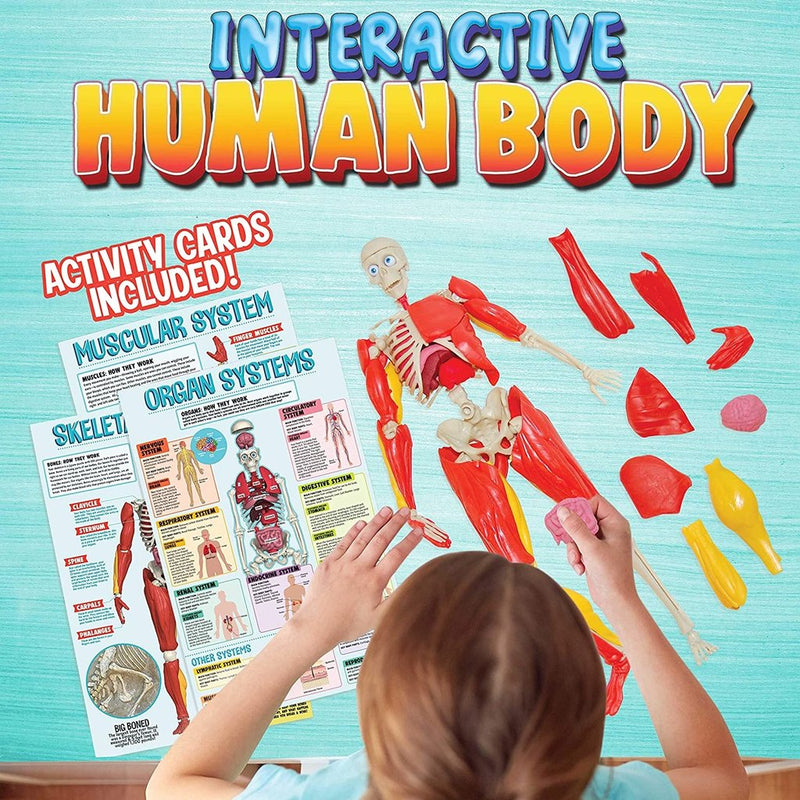 Be Amazing Interactive Human Body